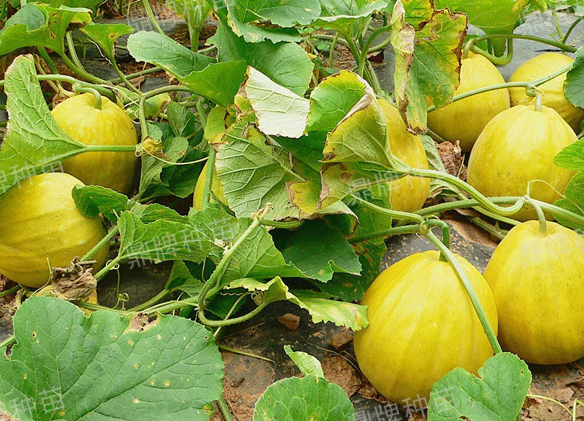 高溫季節(jié)種植甜瓜，什么品種最好？這個(gè)品種是秋季上市的專用品種