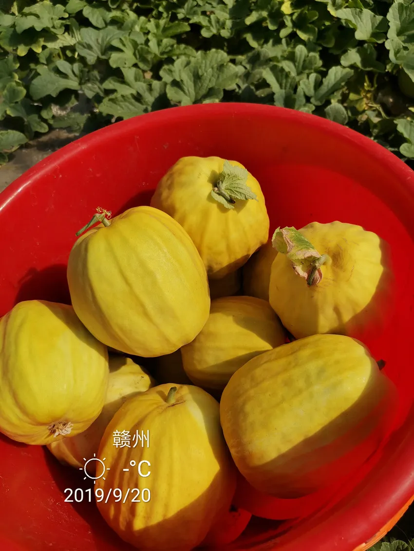 高溫季節(jié)種植甜瓜，什么品種最好？這個(gè)品種是秋季上市的專用品種