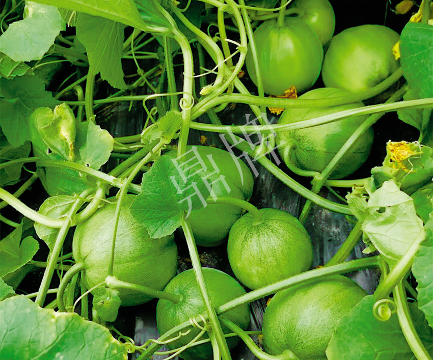 7元一斤還遭瘋搶，畝收益超2萬元！到底什么甜瓜能這么牛？