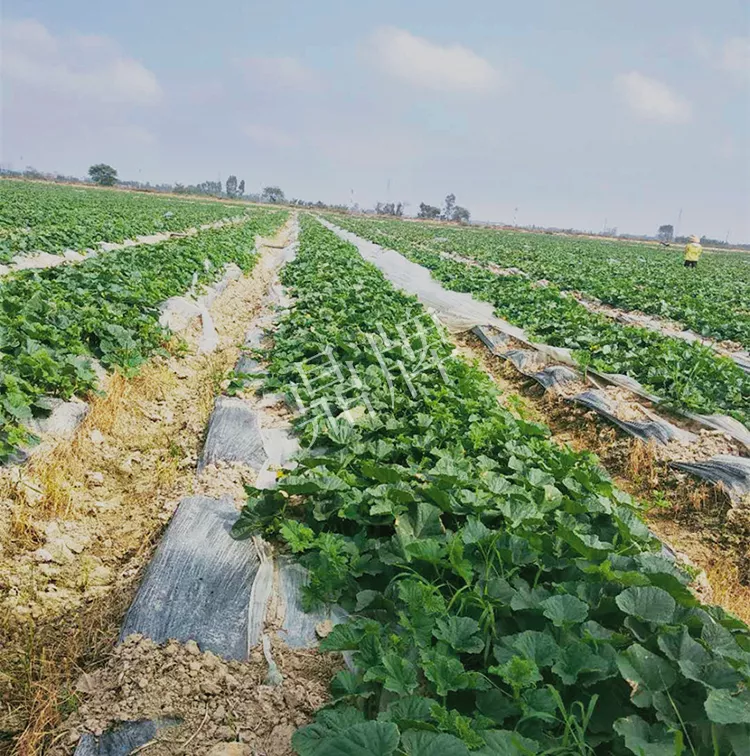 7元一斤還遭瘋搶，畝收益超2萬元！到底什么甜瓜能這么牛？