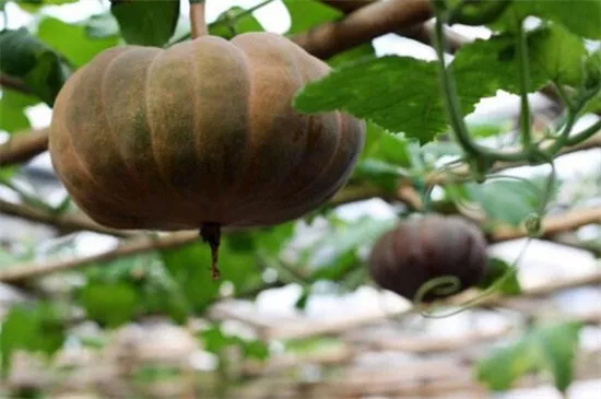 知道最甜最面的南瓜品種嗎？盤點(diǎn)十種有營養(yǎng)的甜面南瓜...