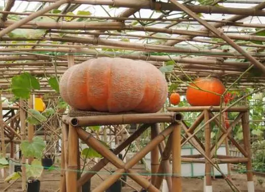 知道最甜最面的南瓜品種嗎？盤點(diǎn)十種有營養(yǎng)的甜面南瓜...