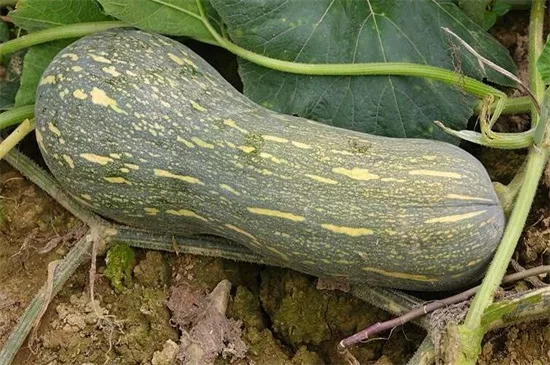 知道最甜最面的南瓜品種嗎？盤點(diǎn)十種有營養(yǎng)的甜面南瓜...