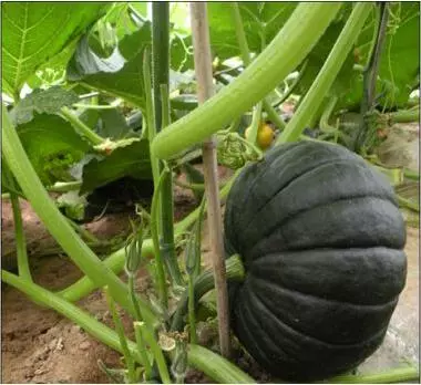 知道最甜最面的南瓜品種嗎？盤點(diǎn)十種有營養(yǎng)的甜面南瓜...