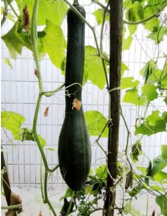 知道最甜最面的南瓜品種嗎？盤點(diǎn)十種有營養(yǎng)的甜面南瓜...