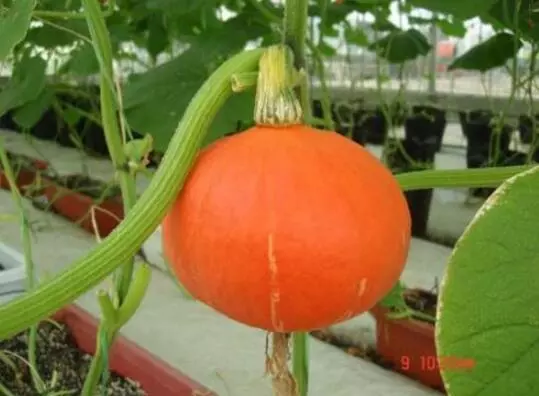 知道最甜最面的南瓜品種嗎？盤點(diǎn)十種有營養(yǎng)的甜面南瓜...