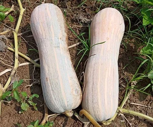 生吃都好吃南瓜新品種，沒有大肚子，肉質(zhì)更密致，農(nóng)戶試種下