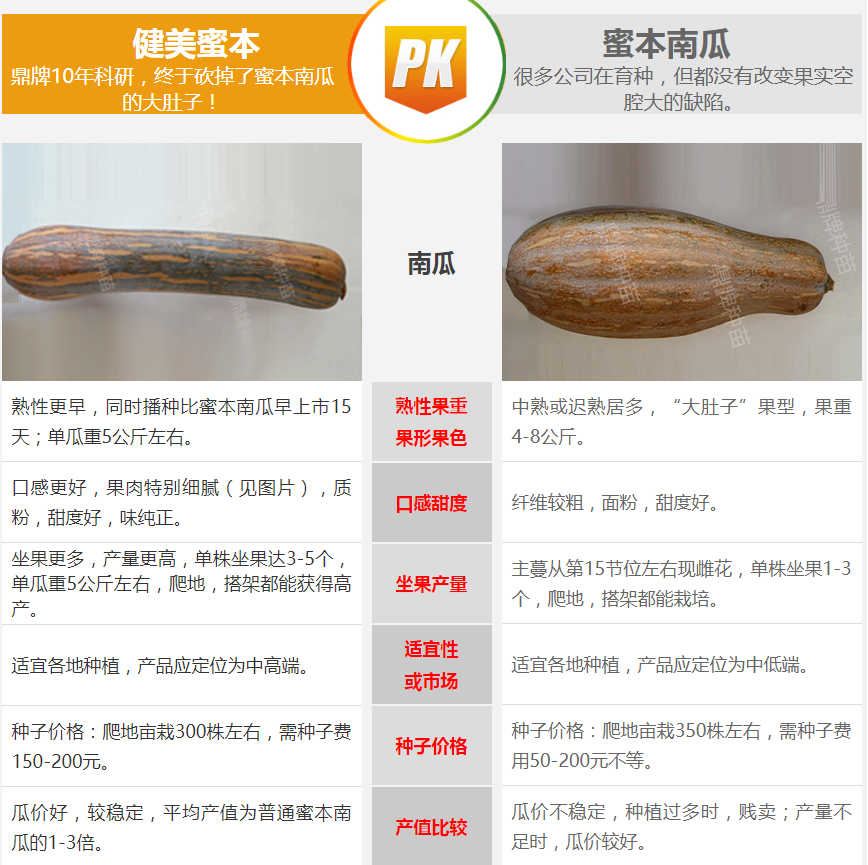 生吃都好吃南瓜新品種，沒有大肚子，肉質(zhì)更密致，農(nóng)戶試種下