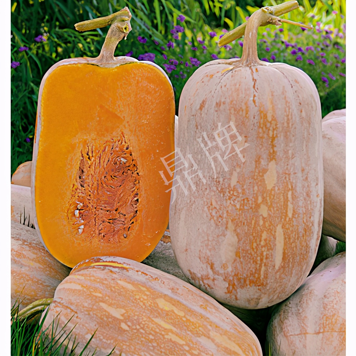 2020年，市面上的南瓜品種哪個口感最好、最甜、最值得種植？