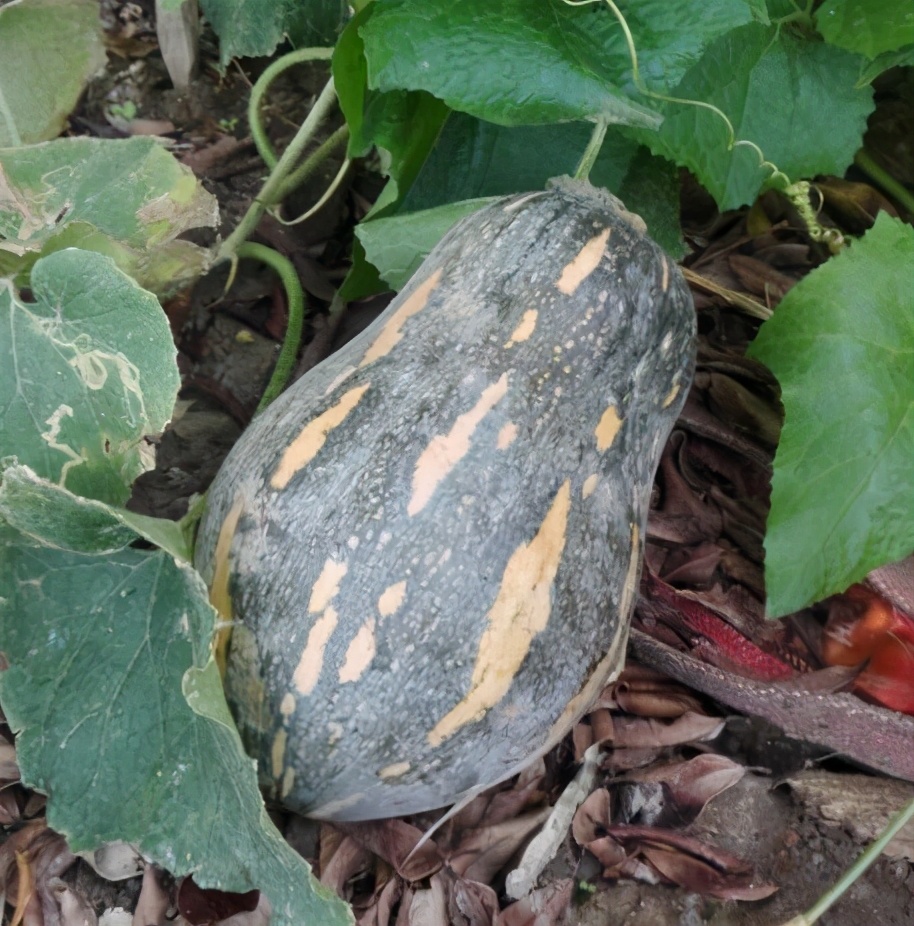 2020年，市面上的南瓜品種哪個口感最好、最甜、最值得種植？