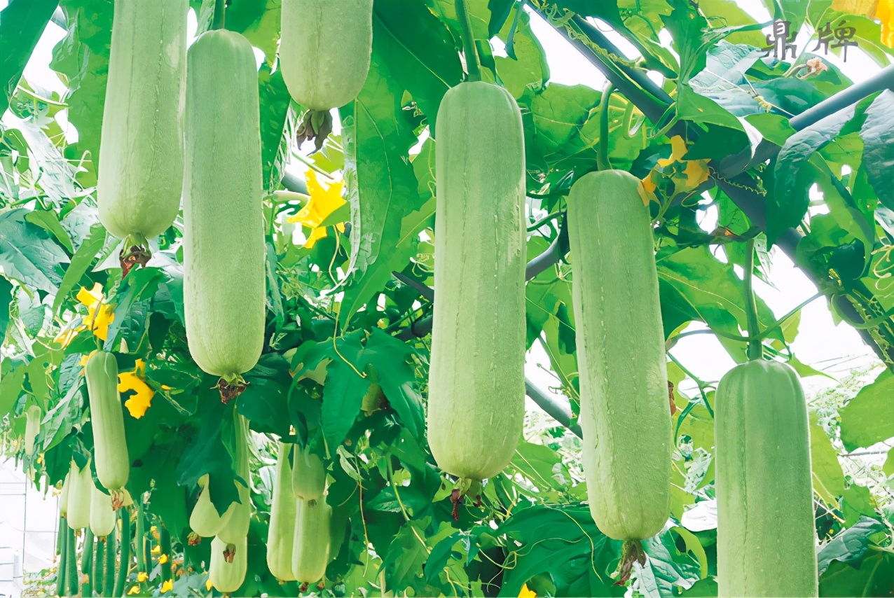 絲瓜新品種層不出窮，2021年，哪個(gè)絲瓜品種最值得種植？