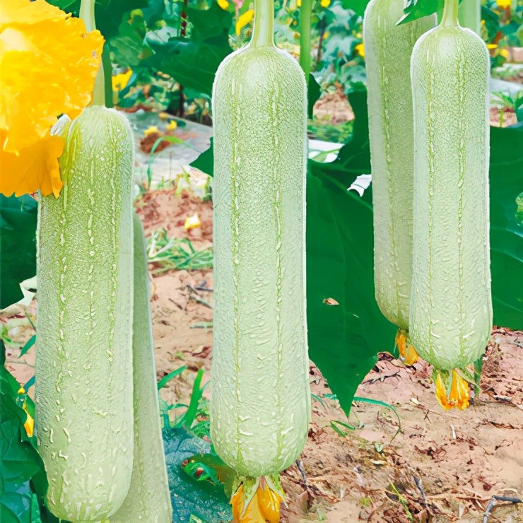 絲瓜新品種層不出窮，2021年，哪個(gè)絲瓜品種最值得種植？