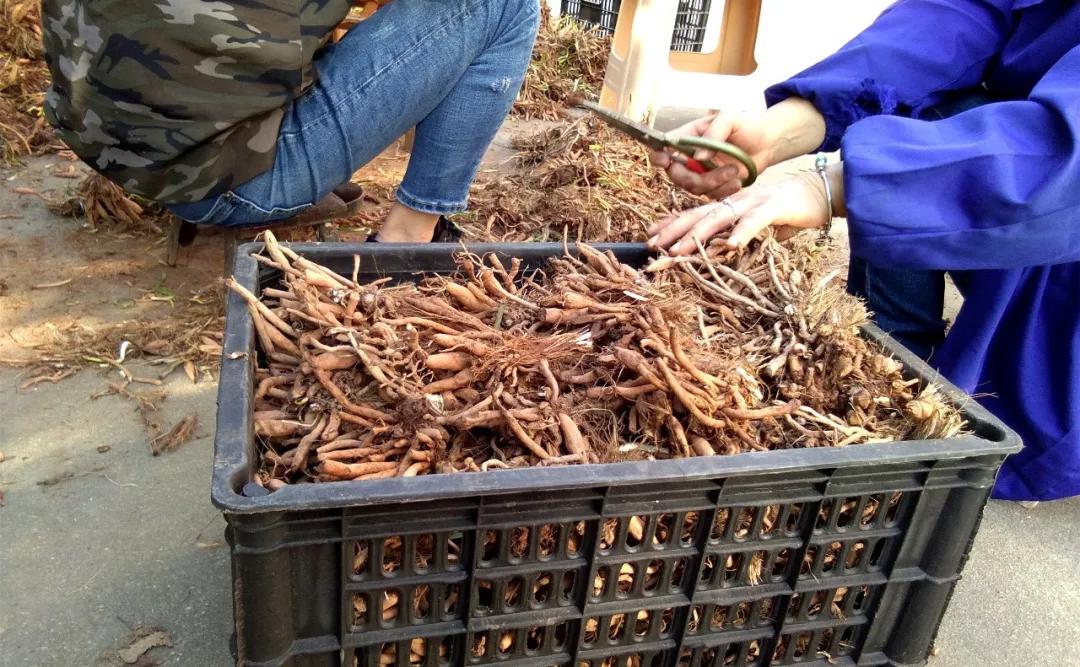 一斤接近20塊，原來它才是最火的國民蔬菜！全國都適種