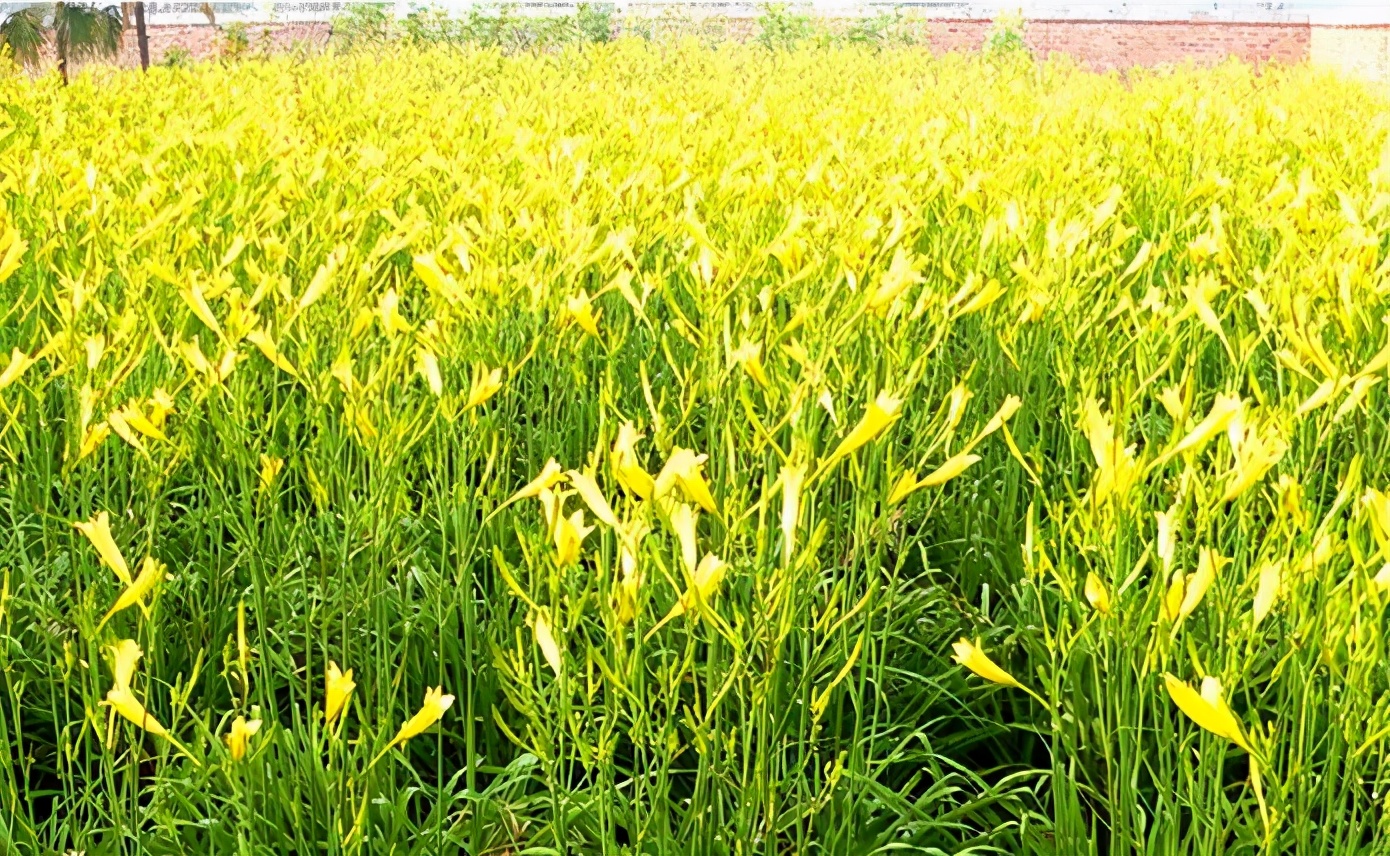 一斤接近20塊，原來它才是最火的國民蔬菜！全國都適種