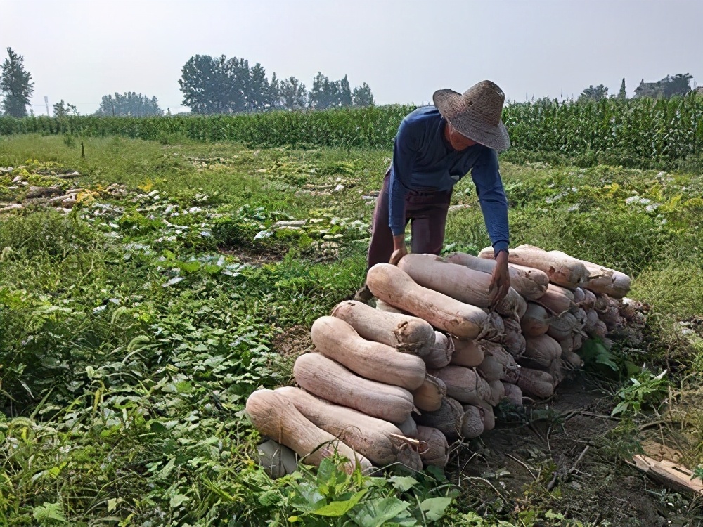 一位轉(zhuǎn)業(yè)后的特種兵，辦農(nóng)場種瓜菜，靠1個優(yōu)點，年賺200萬