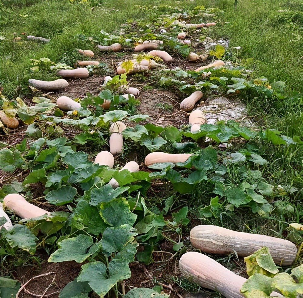 一位轉(zhuǎn)業(yè)后的特種兵，辦農(nóng)場種瓜菜，靠1個優(yōu)點，年賺200萬