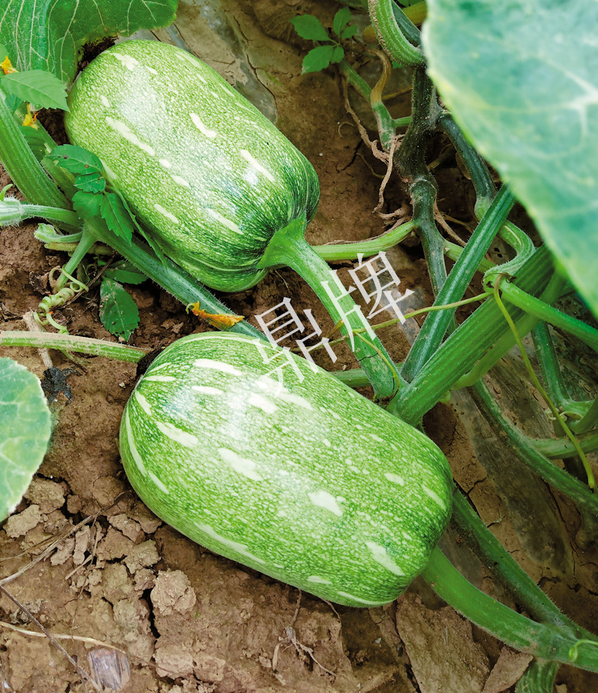 畝產(chǎn)6000公斤的南瓜上市，20年科研他就為打造1個(gè)爆款品種