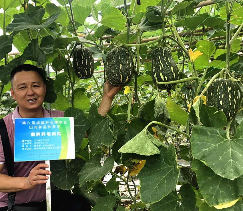 畝產(chǎn)6000公斤的南瓜上市，20年科研他就為打造1個(gè)爆款品種