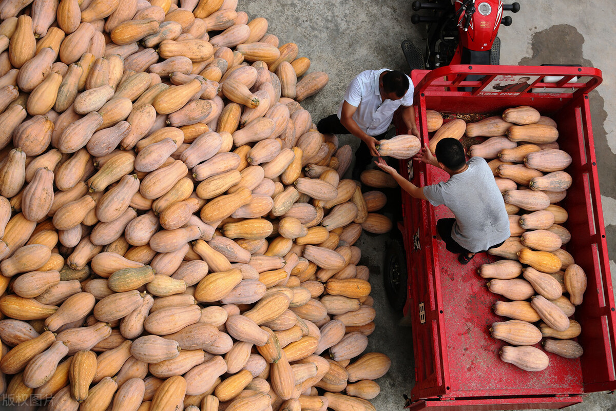 畝產(chǎn)6000公斤的南瓜上市，20年科研他就為打造1個(gè)爆款品種