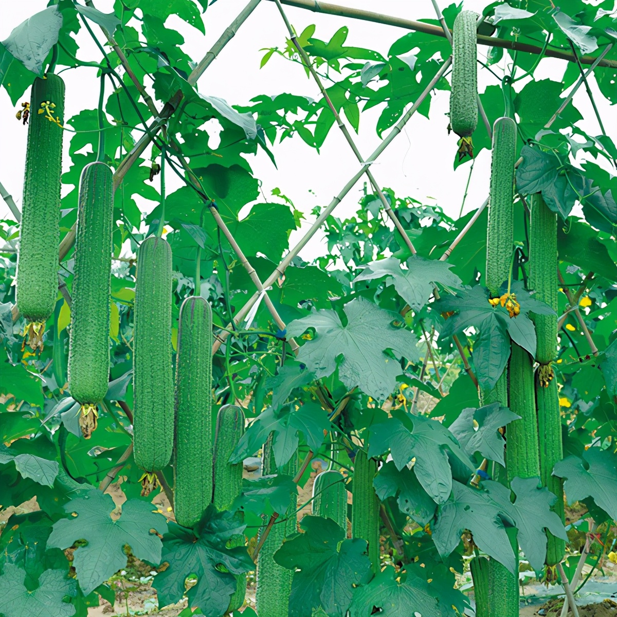 這個(gè)絲瓜畝產(chǎn)可達(dá)8000公斤，菜農(nóng)2021年致富的絲瓜品種
