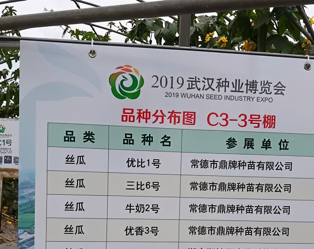 這個(gè)絲瓜畝產(chǎn)可達(dá)8000公斤，菜農(nóng)2021年致富的絲瓜品種