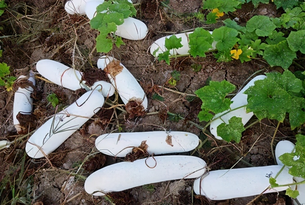 這個冬瓜品種放1年不壞，口感脆甜，多年科研就為打造這1個爆品