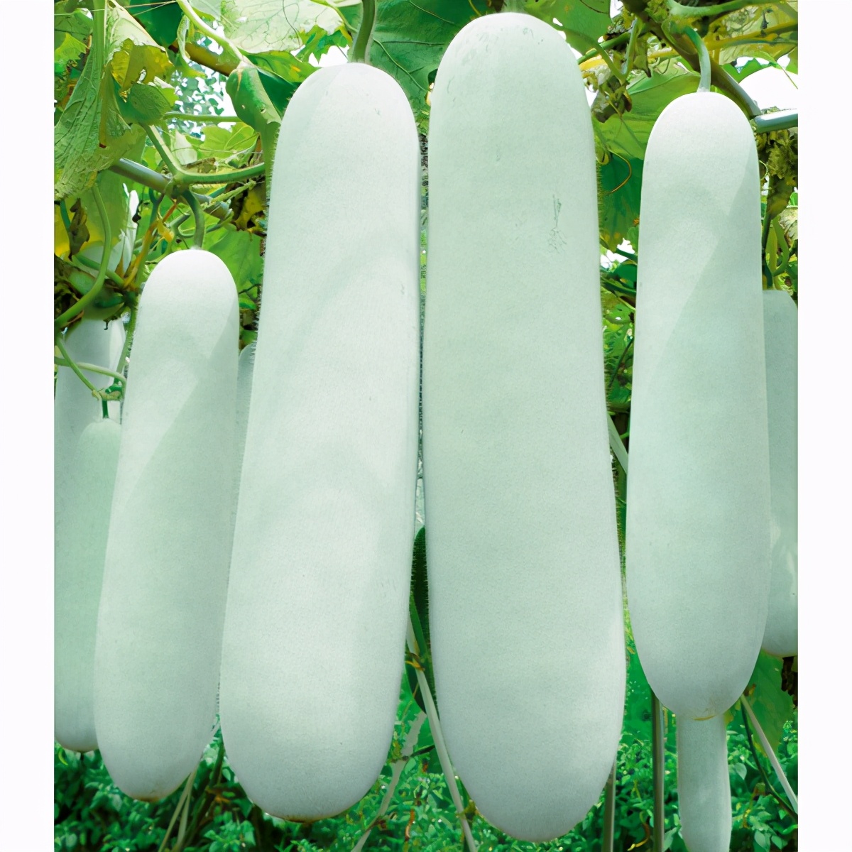 這個冬瓜品種放1年不壞，口感脆甜，多年科研就為打造這1個爆品