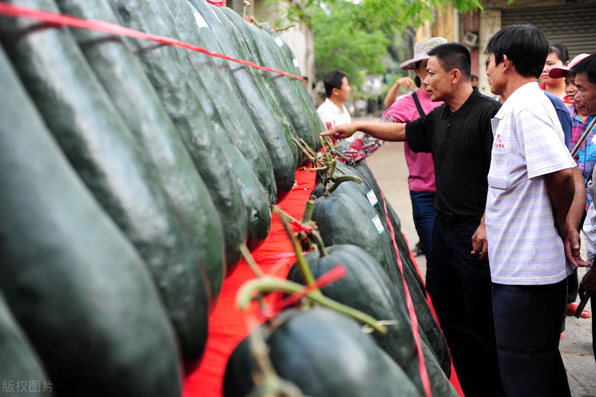 這個冬瓜品種放1年不壞，口感脆甜，多年科研就為打造這1個爆品
