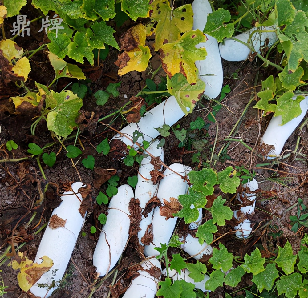 這個冬瓜品種放1年不壞，口感脆甜，多年科研就為打造這1個爆品