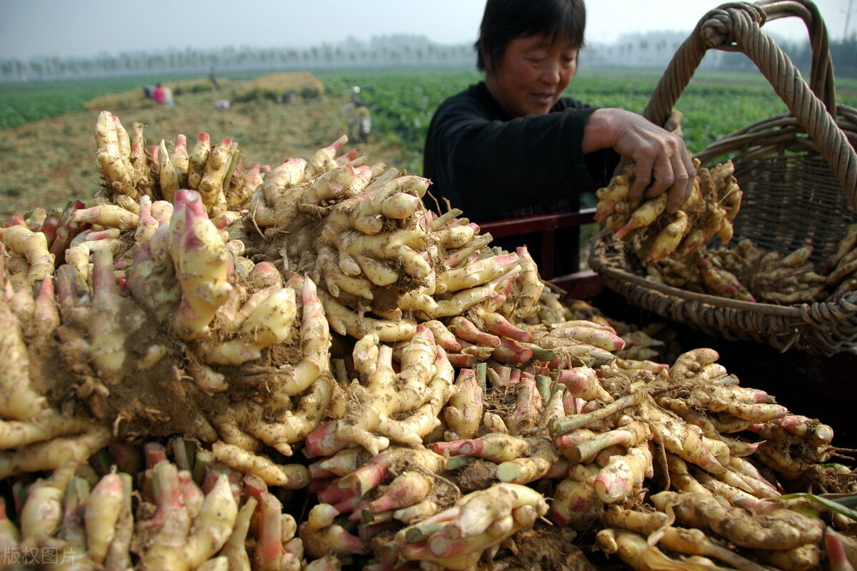 時隔三年，向錢蔥、姜你軍又來了，心動了嗎？來年你會換品種嗎？