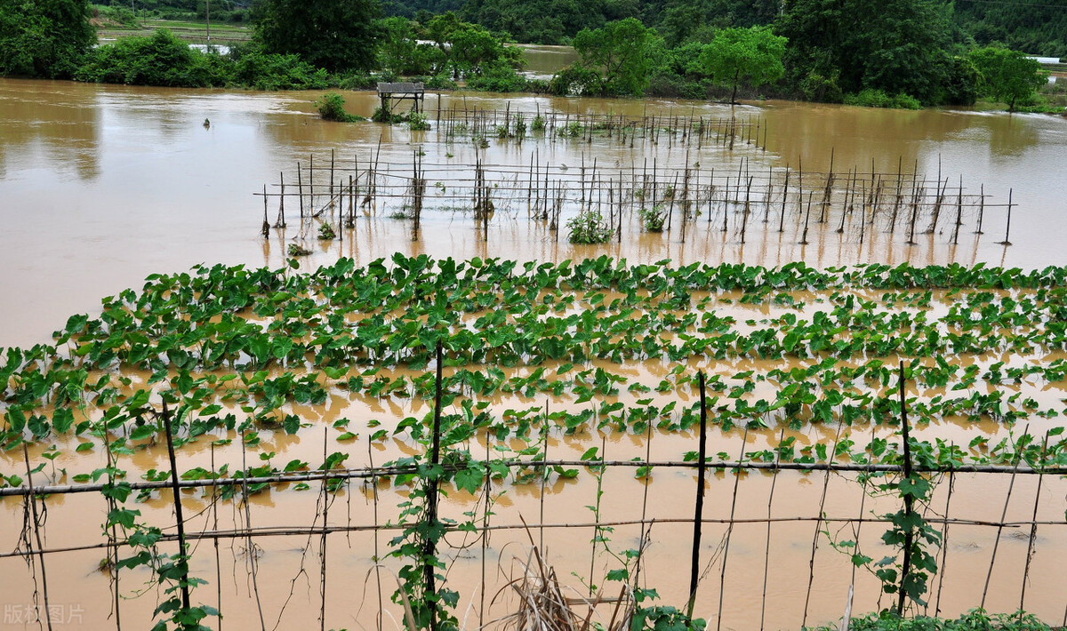 時隔三年，向錢蔥、姜你軍又來了，心動了嗎？來年你會換品種嗎？