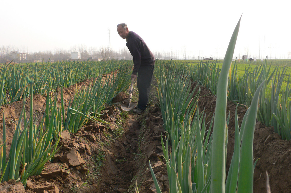 時隔三年，向錢蔥、姜你軍又來了，心動了嗎？來年你會換品種嗎？