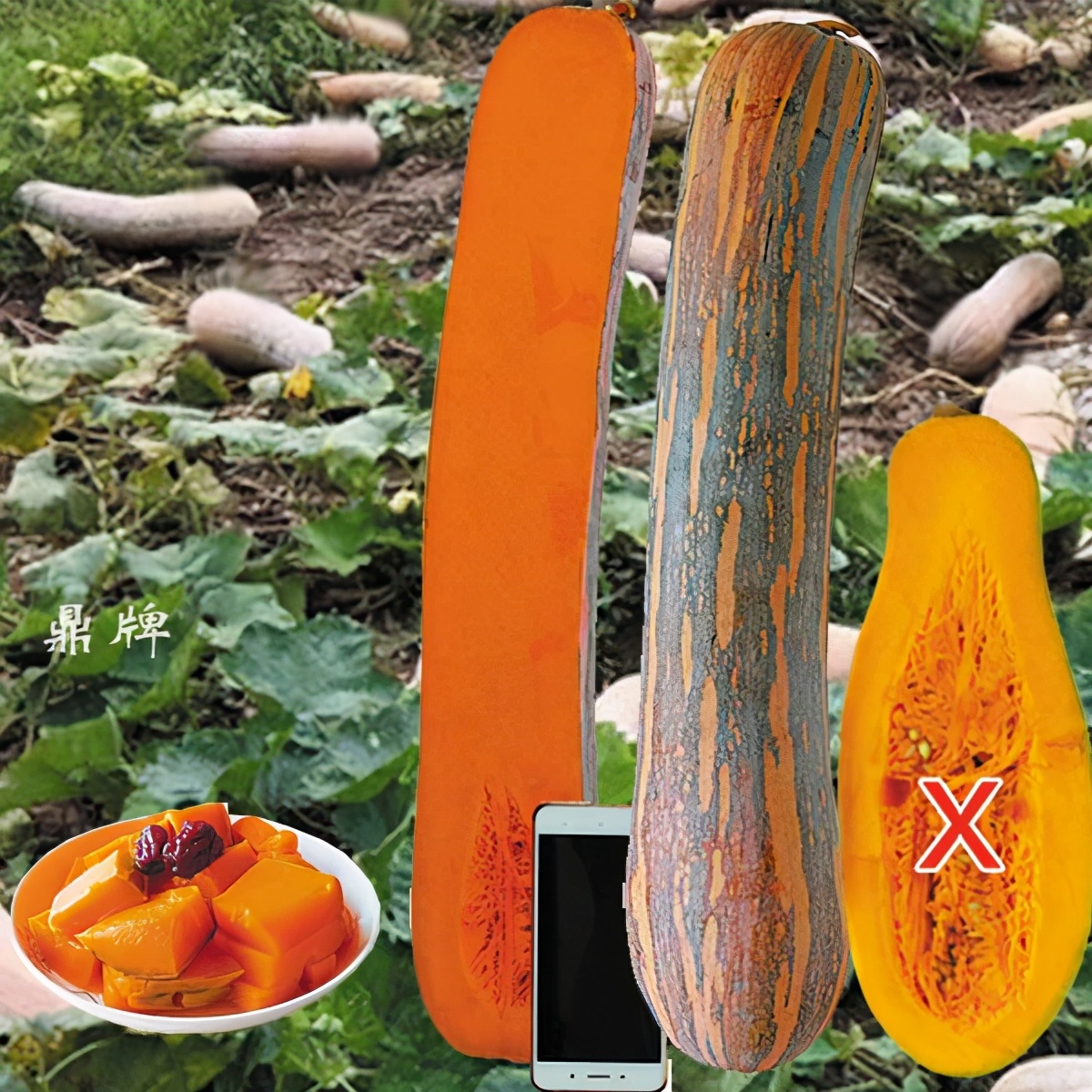 時隔三年，向錢蔥、姜你軍又來了，心動了嗎？來年你會換品種嗎？