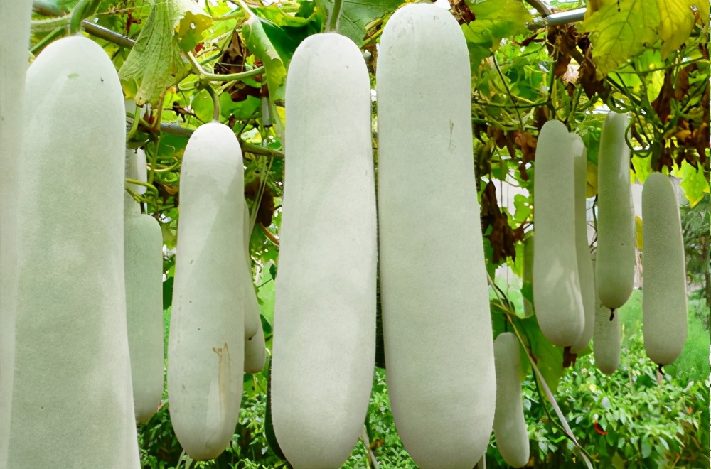 畝產(chǎn)值可達(dá)3萬(wàn)元的冬瓜終上市，21年科研沉淀成就它