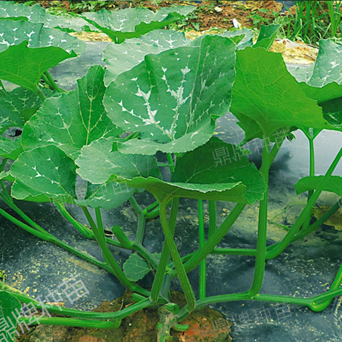 種這種綠葉菜，栽培輕松，畝產(chǎn)值過萬元，菜農(nóng)表示很劃算