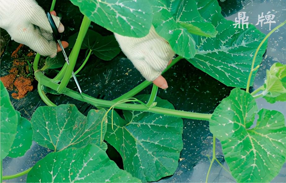 種這種綠葉菜，栽培輕松，畝產(chǎn)值過萬元，菜農(nóng)表示很劃算