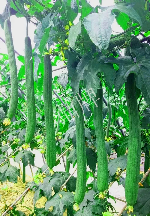 它是絲瓜種植戶的新選擇，節(jié)節(jié)有瓜，瓜長而不彎曲