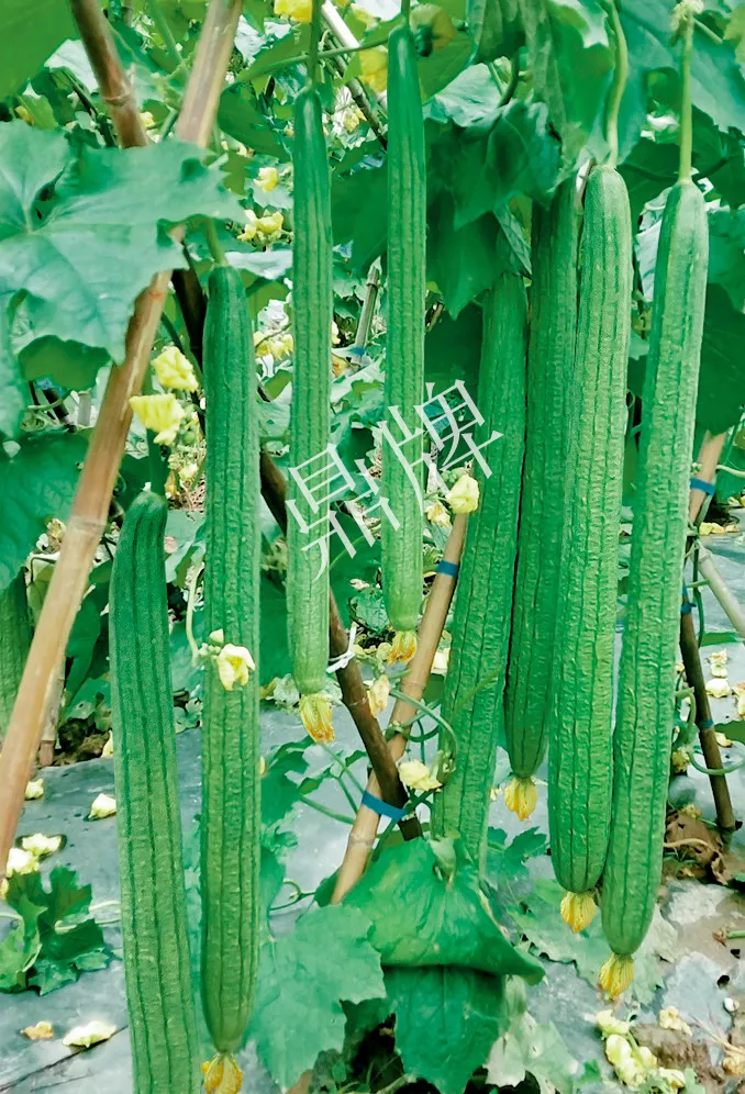 它是絲瓜種植戶的新選擇，節(jié)節(jié)有瓜，瓜長而不彎曲