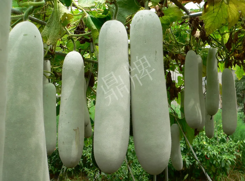 這個(gè)品種太優(yōu)秀了！耐儲(chǔ)耐運(yùn)，適合大面積種植，菜農(nóng)瓜販都喜歡