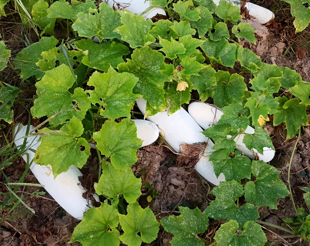 這個(gè)品種太優(yōu)秀了！耐儲(chǔ)耐運(yùn)，適合大面積種植，菜農(nóng)瓜販都喜歡