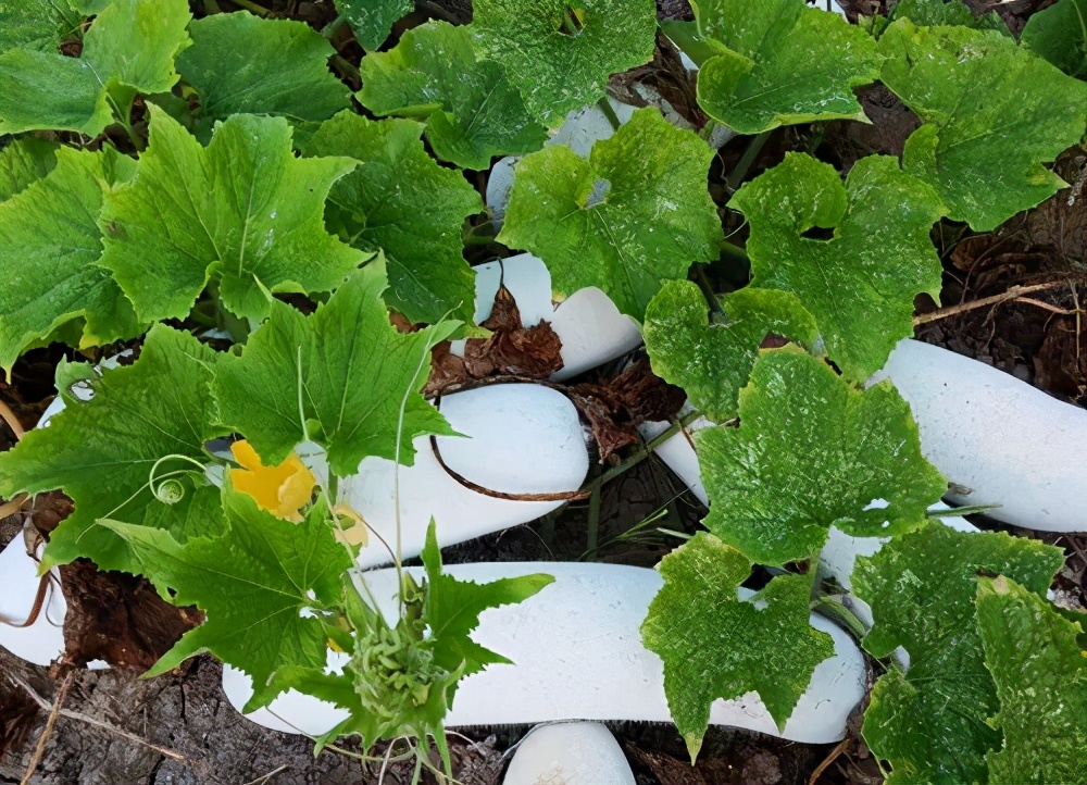 這個(gè)品種太優(yōu)秀了！耐儲(chǔ)耐運(yùn)，適合大面積種植，菜農(nóng)瓜販都喜歡