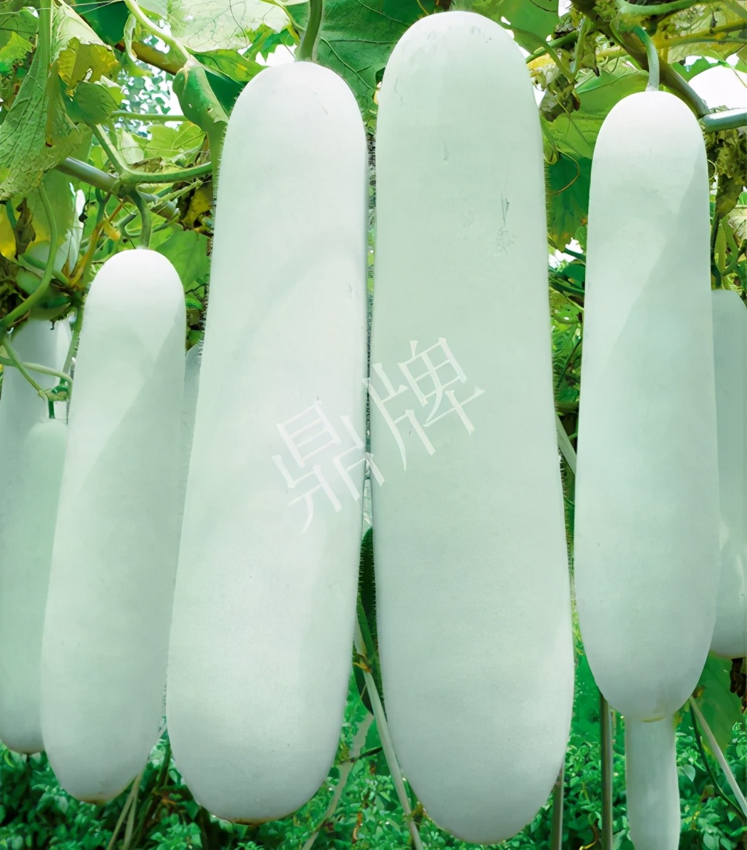 這個(gè)品種太優(yōu)秀了！耐儲(chǔ)耐運(yùn)，適合大面積種植，菜農(nóng)瓜販都喜歡
