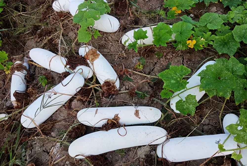 這個(gè)品種太優(yōu)秀了！耐儲(chǔ)耐運(yùn)，適合大面積種植，菜農(nóng)瓜販都喜歡