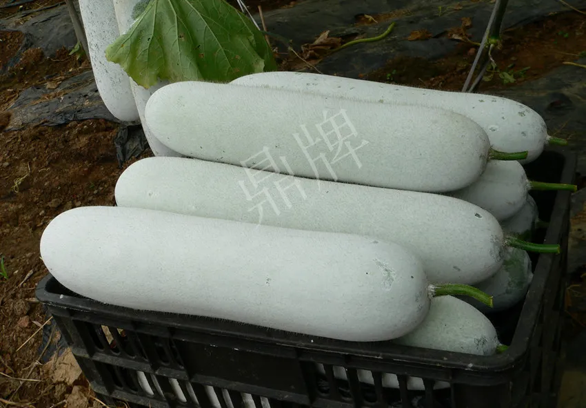 這個(gè)品種太優(yōu)秀了！耐儲(chǔ)耐運(yùn)，適合大面積種植，菜農(nóng)瓜販都喜歡
