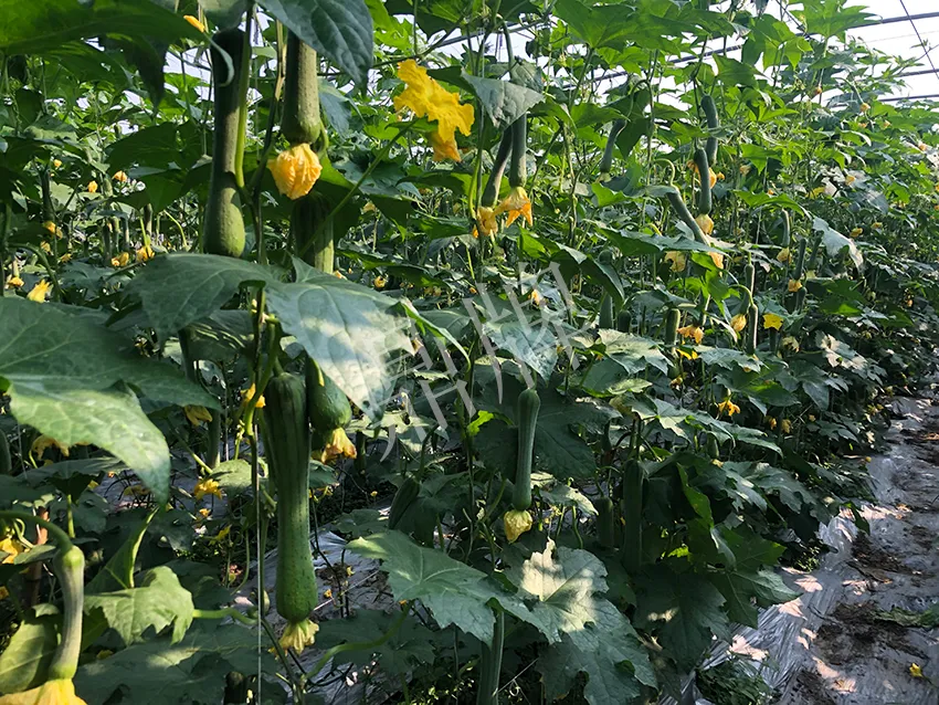 這個(gè)絲瓜怎么種都優(yōu)秀！賣價(jià)和產(chǎn)量都很高