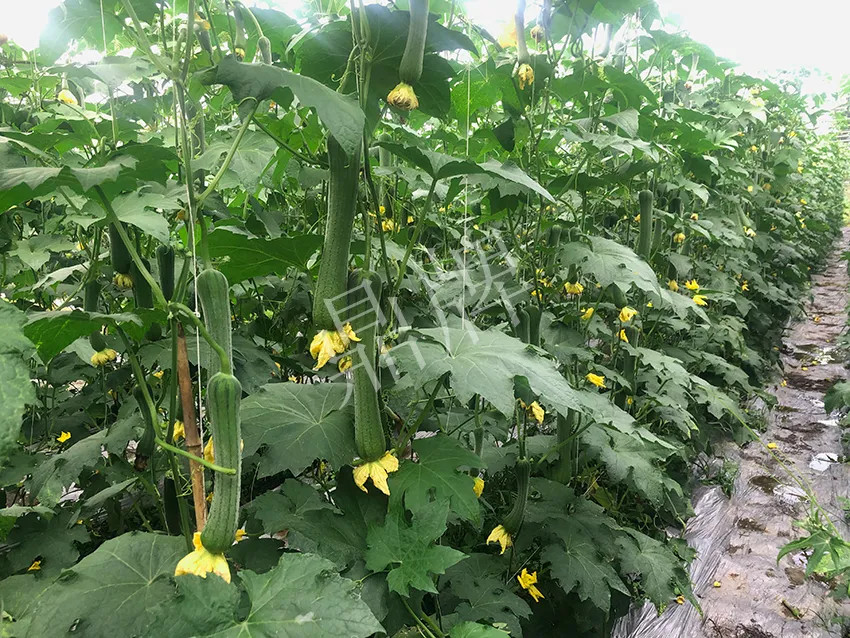 這個(gè)絲瓜怎么種都優(yōu)秀！賣價(jià)和產(chǎn)量都很高