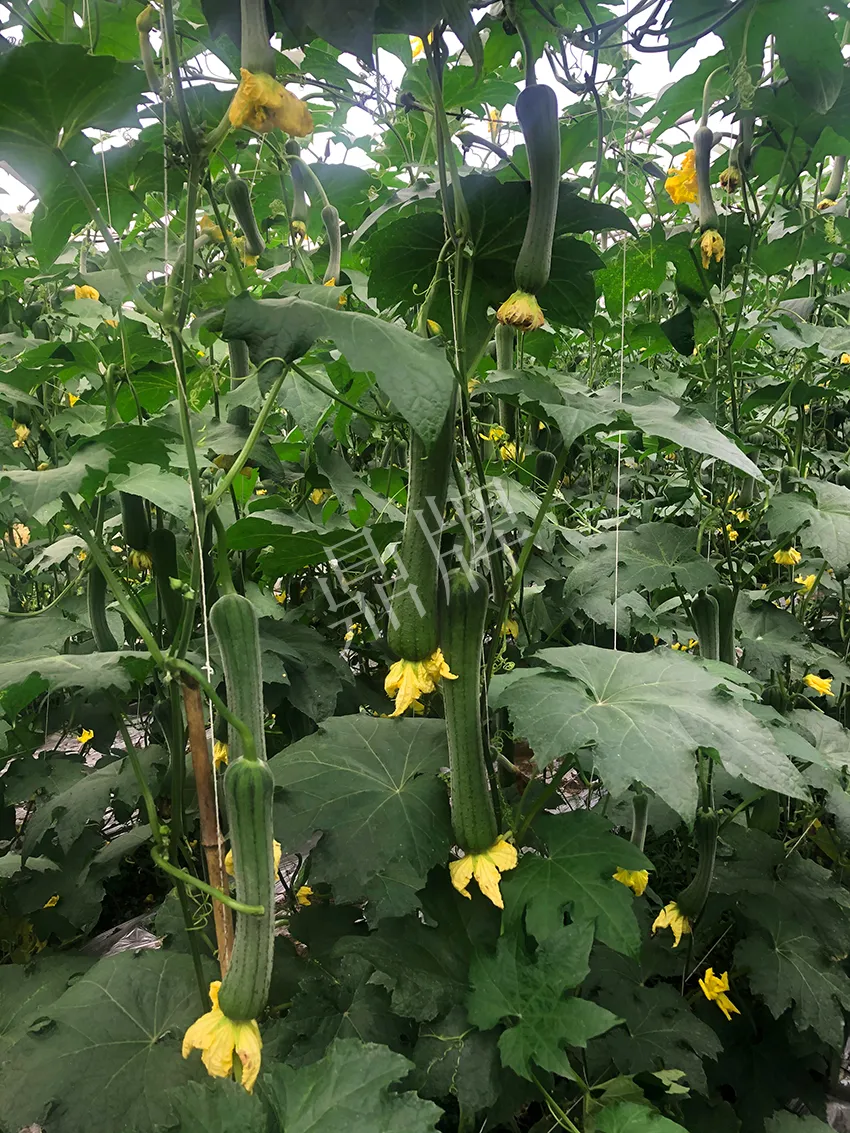 這個(gè)絲瓜怎么種都優(yōu)秀！賣價(jià)和產(chǎn)量都很高