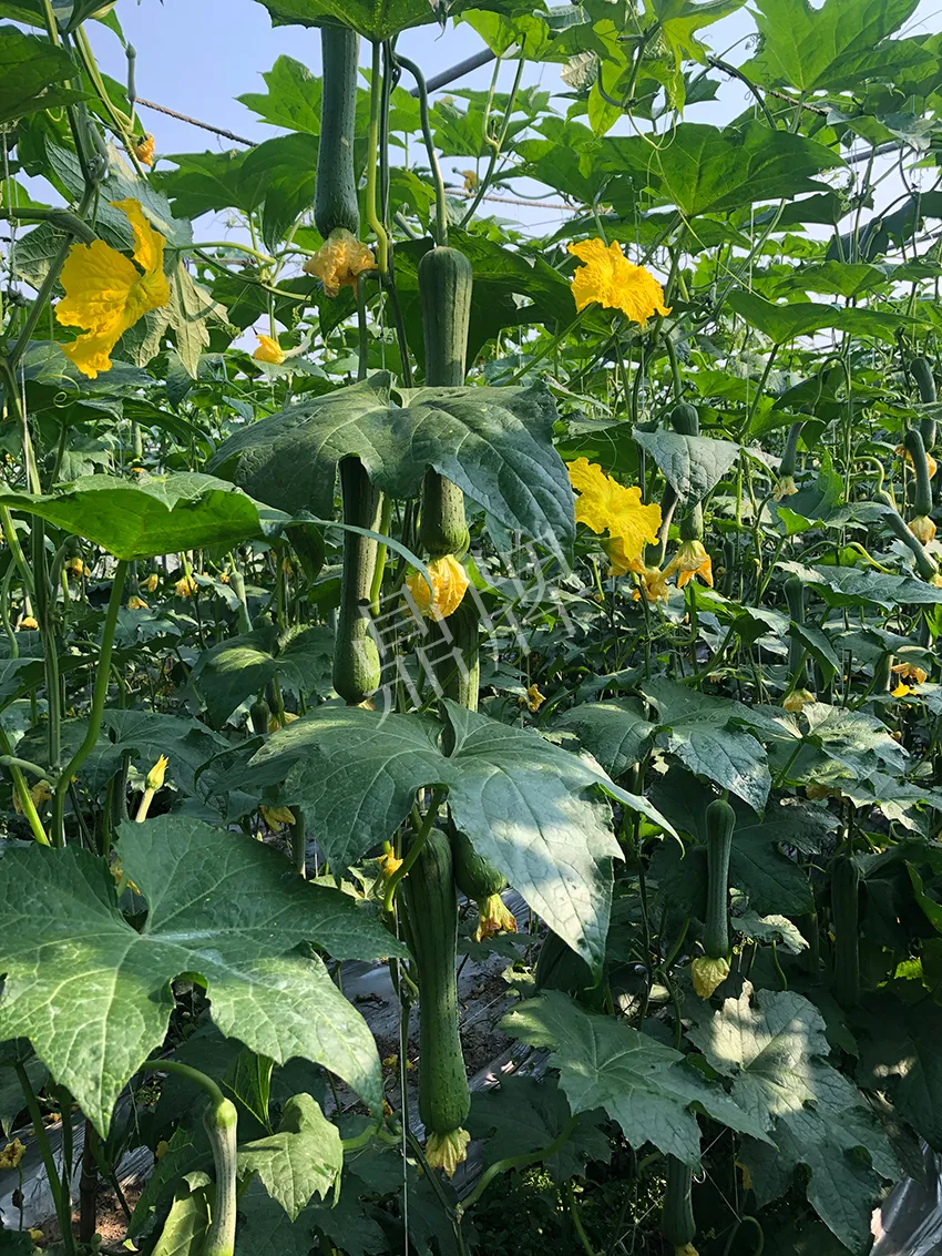 這個(gè)絲瓜怎么種都優(yōu)秀！賣價(jià)和產(chǎn)量都很高