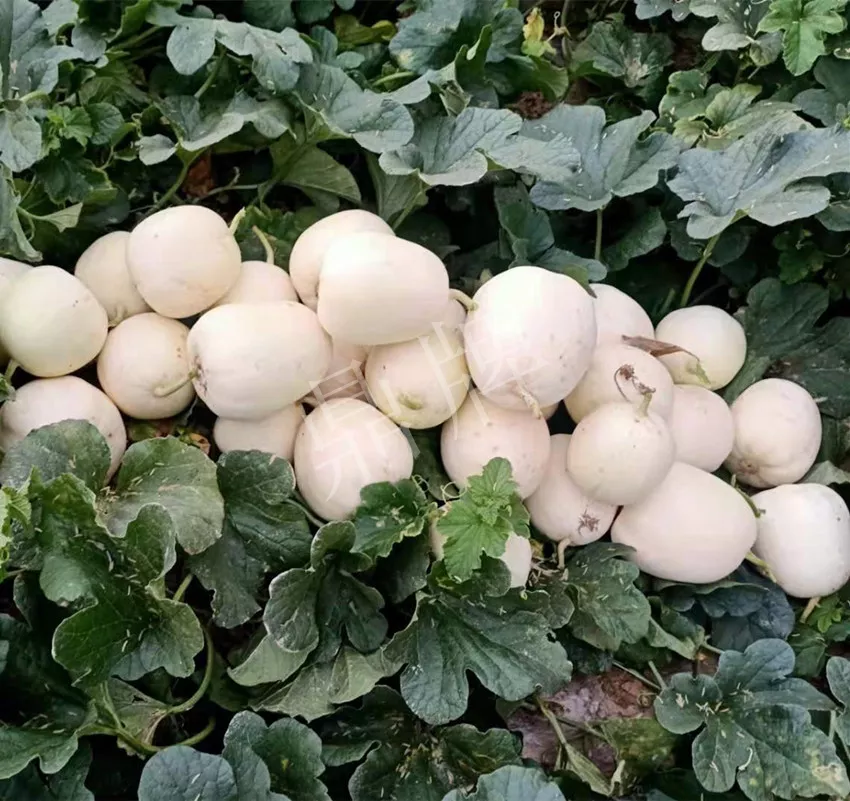 河南焦作的李向林今年種植甜瓜新品種，客戶直接拉貨走人