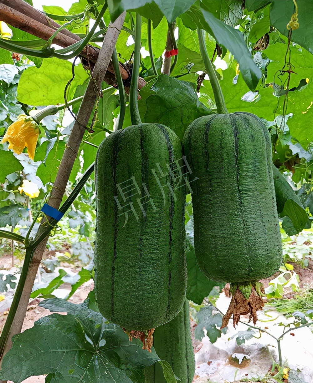 臺(tái)州的曾方明試種新品種，畝收入超過(guò)6萬(wàn)元